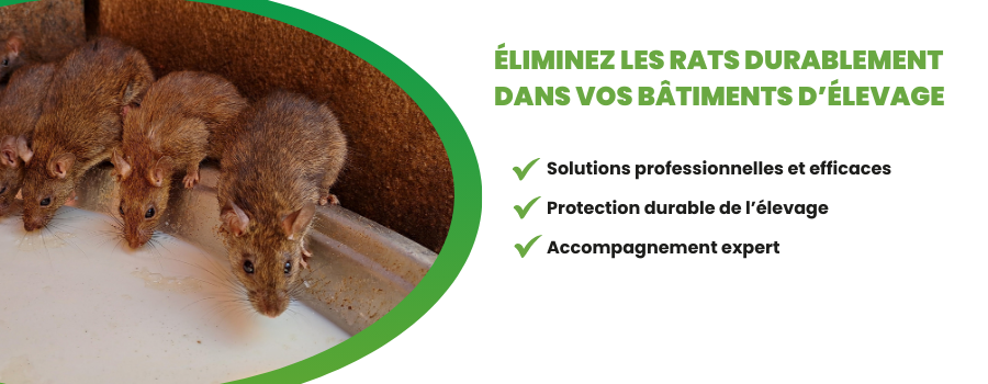 rats dans bâtiment d'élevage