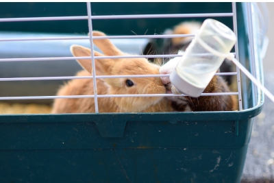 Accessoires pour lapin