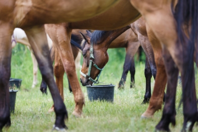 Equilannoo : alimentation chevaux