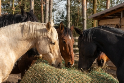 Chevaux qui mangent dans le filet à foin