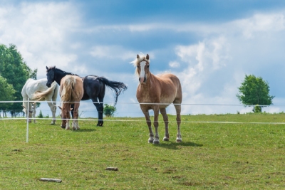 Prévenir la fourbure chez les chevaux