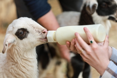 Agneau nourrit au biberon