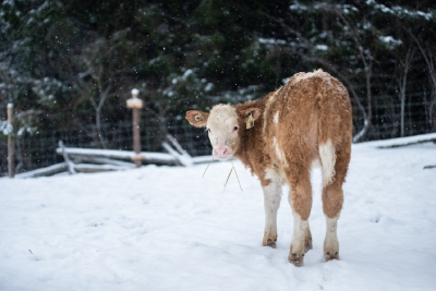 Veau dans la neige