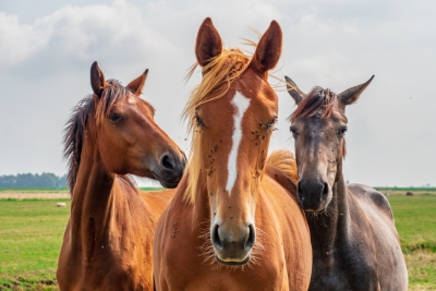 Dermite estivale chez le cheval : produits et soins