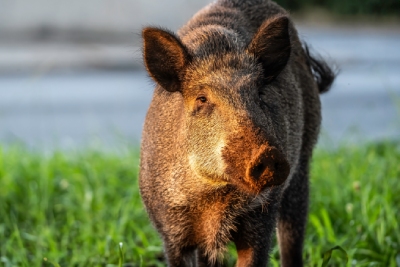 Sanglier dans un jardin