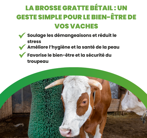 Brosse pour vache