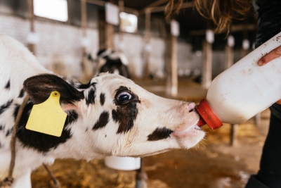 Veau qui boit au biberon