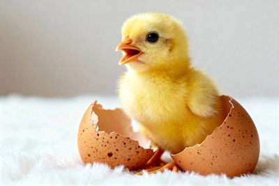 Comment choisir une couveuse pour vos poules ?