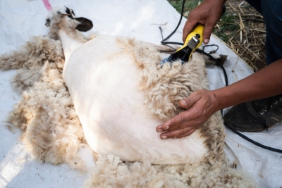 Tondeuse pour brebis et moutons