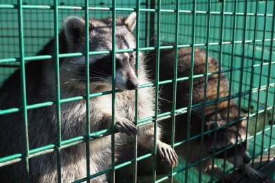 Cage de Terwagne pour attraper ratons laveurs