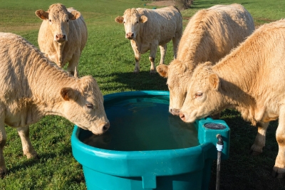Bac à eau Suevia chez Terwagne