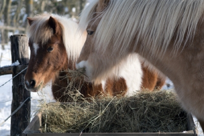 Chevaux en hiver qui mangent