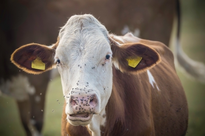 Anti-mouches pour bêtes en prairie