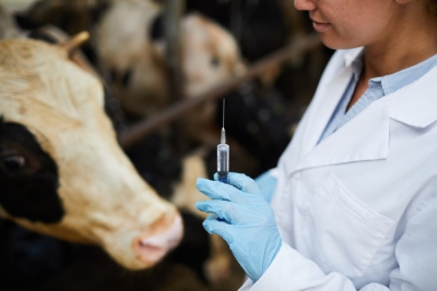 Vaccination of sheep and cattle: equipment