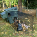 For Aspen chicken coop, 6 hens